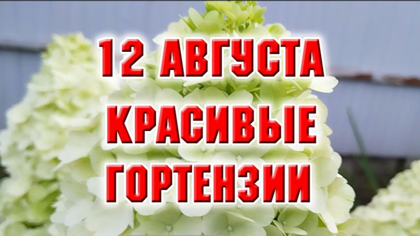 12 августа. Красивые гортензии