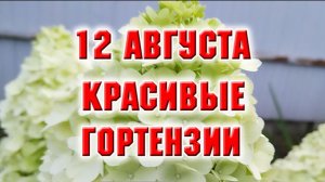 12 августа. Красивые гортензии