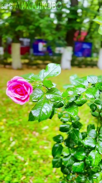 Палитра цветочного настроения 🌸✨
