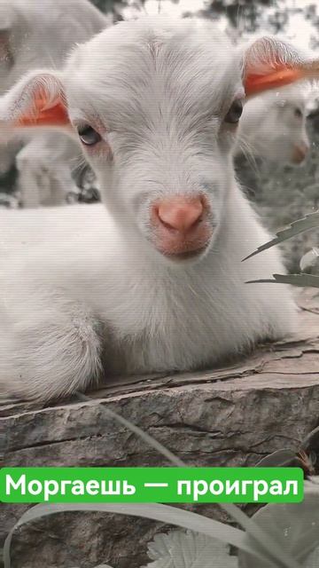 Тот самый взгляд в душу... 👀🐐 #козьерябство