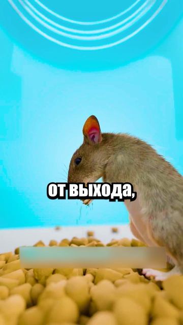 Ты Даже Не Замечаешь Эту ЛОВУШКУ!🪤 #shorts #шортс #челлендж #интересно #факты #прикол #лайфхак