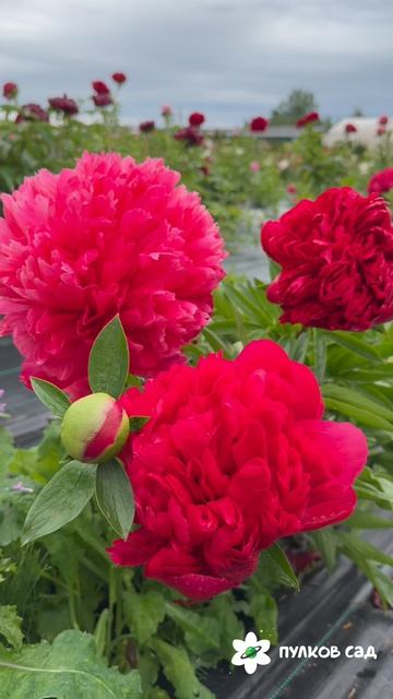 Belgravia Peony. Белгравиа пион. Пулков сад