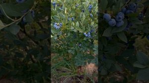 Голубика Хурон (Гурон)