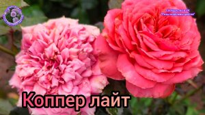 РОЗА КОППЕР ЛАЙТ (МЕДНЫЙ СВЕТ).