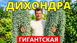 Как вырастить и размножить гигантскую дихондру Сильвер Фолс