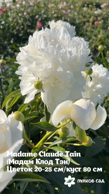 Madame Claude Tain Peony. Мадам Клод Тейн пион. Пулков сад