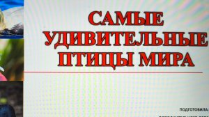 Видеоурок на тему: «Самые удивительные птицы мира».