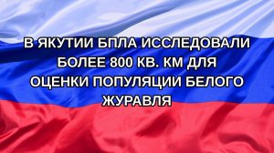 |Н. РФ| В Якутии БПЛА исследовали более 800 кв. км для оценки популяции белого журавля