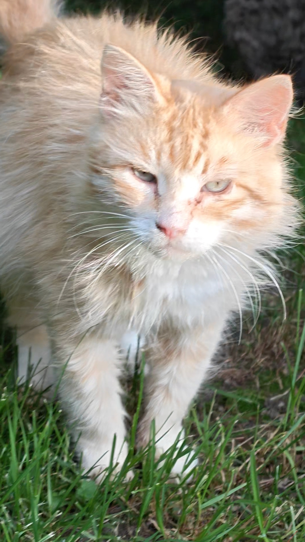 Откуда взялся котенок?! 😺 Мнения #trending #кот #коты #cat #cats #funny #дача #природа #nature #cut