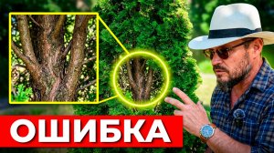 НИКОГДА не САЖАЙ ТУИ вот так! (грубейшая ошибка)