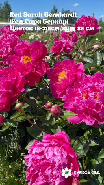 Red Sarah Bernhardt Peony. Рэд Сара Бернар пион. Пулков сад
