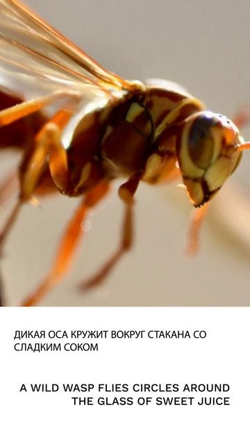Оса