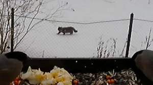 Променад котика