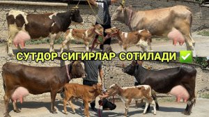 ЁШЛАРИ 1- 2- БОЛЛАРИ СУТДОР ШВЕД ЧОВКАР ГИПРИД СИГИРЛАР СОТИЛАДИ SIGIRLAR SOTILADI 4 августа 2026 г