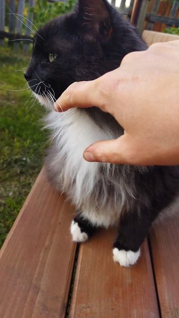 Котик МИША😻😻😻#кот