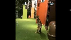 смешные котики без озвучки! смешно😂