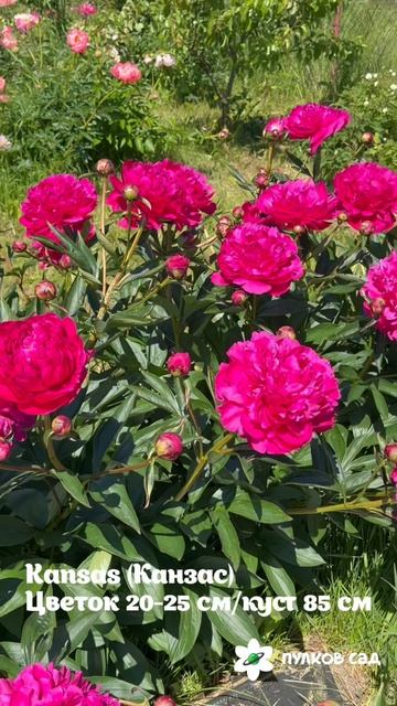 Kansas Peony. Канзас пион. Пулков сад