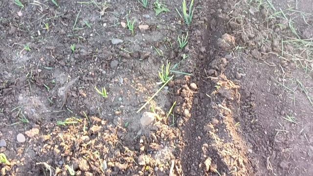 Правильная посадка базилика 🌱