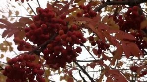 муз. Л.Князевой. сл. М. Александровой. Рябины