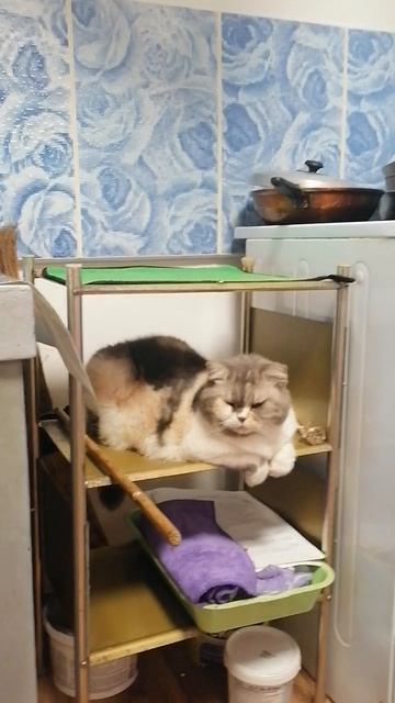 Кыска ждёт еду