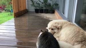После 🌧️ пес  Ричик, кот  Альфушка, кот Масик ❤️