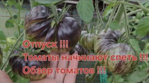 Обзор томатов!!! Потихоньку начинают спеть!!!