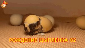 Вылупление цыпленка из яйца в инкубаторе версия 82