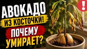 Как вырастить АВОКАДО из косточки в квартире: полный гид от посадки до обрезки.
