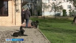 Глава СКР взял под контроль дело о нападения на ребёнка бродячих собак на Ставрополье