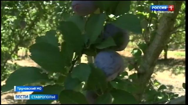 Ставропольскую сливу ждут по всей России