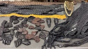 64 части крокодилов обнаружили таможенники в багаже россиянина, прилетевшего из Китая