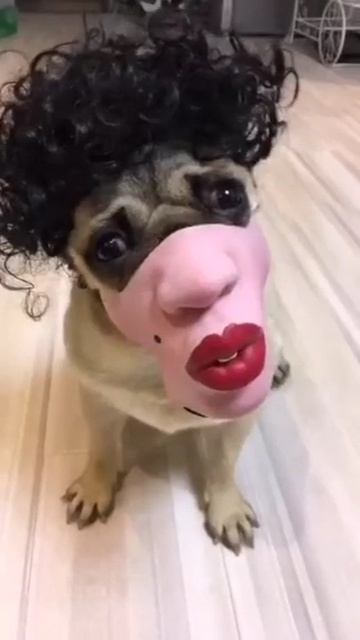 Маска мопса