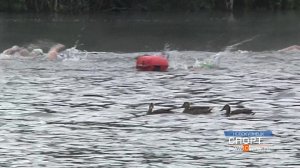 В Новокузнецке прошёл чемпионат города по плаванию на открытой воде