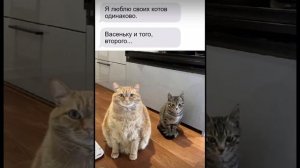 Юмор
