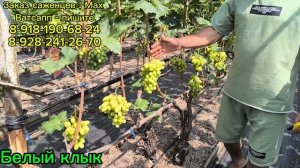 Обзор винограда ранних сортов. Часть 1.