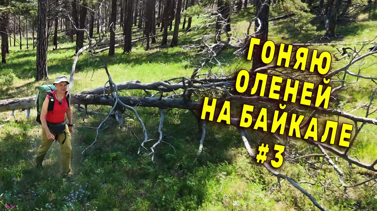 Дикие косули БАЙКАЛА на страже скотопрогонных перевалов. Обзор палатки Lanshan 2 Pro. День 2 СЕРИЯ 3