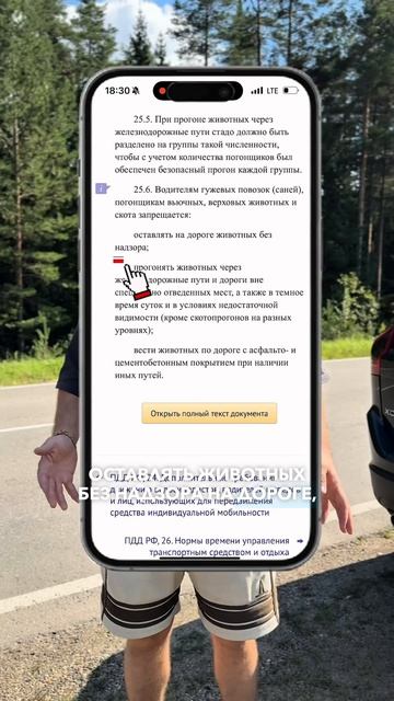 ДТП с коровой. Кто будет платить?