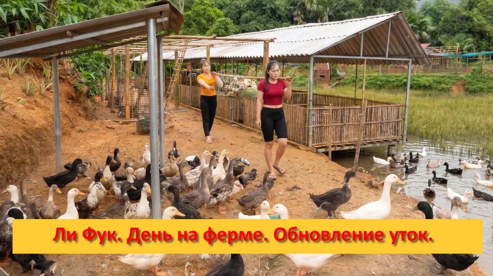 Ли Фук. Вьетнам. День на ферме. Обновление уток.