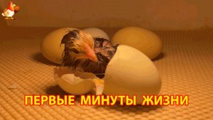 Первые минуты жизни новорожденных цыплят в инкубаторе 15