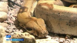 Большинство змей на Кавминводах являются редкими и краснокнижными видами