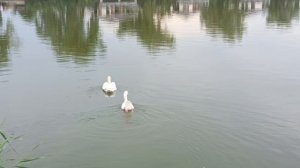 Гусь и лебедь - дружные соседи по водоёму.