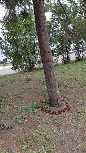 Смотрите с удовольствием