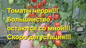 Большинство томатов черри,остаются со мной!!! Скоро дегустация!!!.