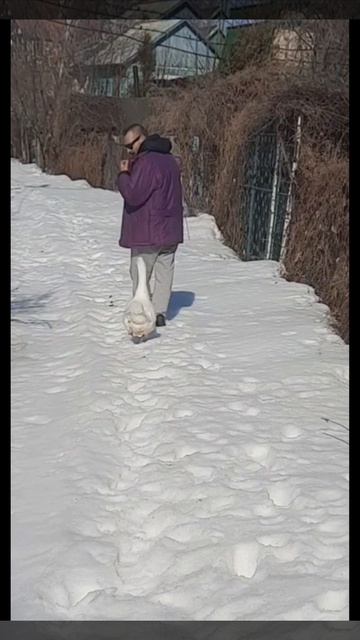 Следствие ведут колобки!