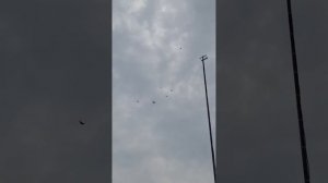 Лётные безкружные голуби Донбасса у Сергея Агаркина г. Снежное