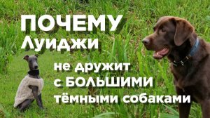 ИСТОРИЯ ОДНОЙ НЕЛЮБВИ