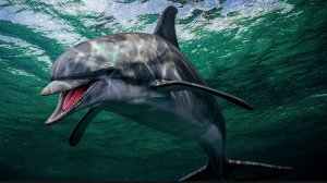 Дельфин. Расслабляющее видео. Ecco the Dolphin Defender of the Future