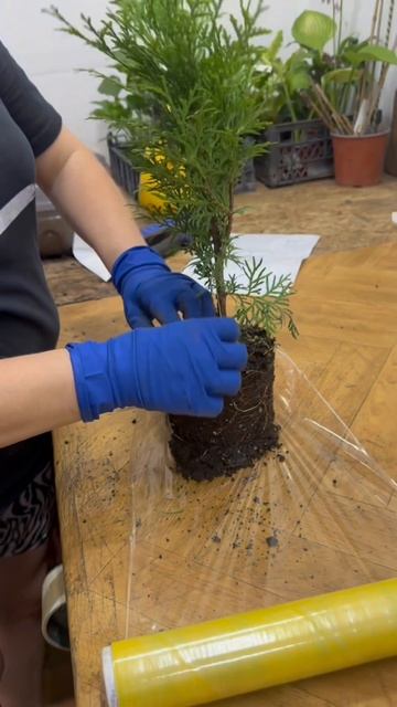 Почему растения приходят БЕЗ ГОРШКОВ? Показываем упаковку туи для Ozon 🌲📦