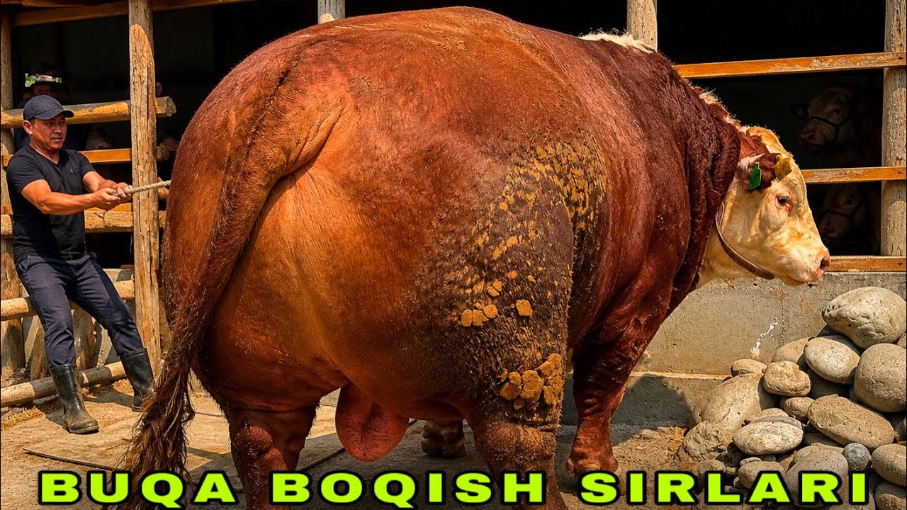 BUQA BOQISH SIRLARI ✅ AL TEMUR DRABILKASIDAN MEGA BONUS✅3 мая 2026 г.