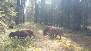 Фотоловушка в заповеднике «Кивач» запечатлела семейство кабанов